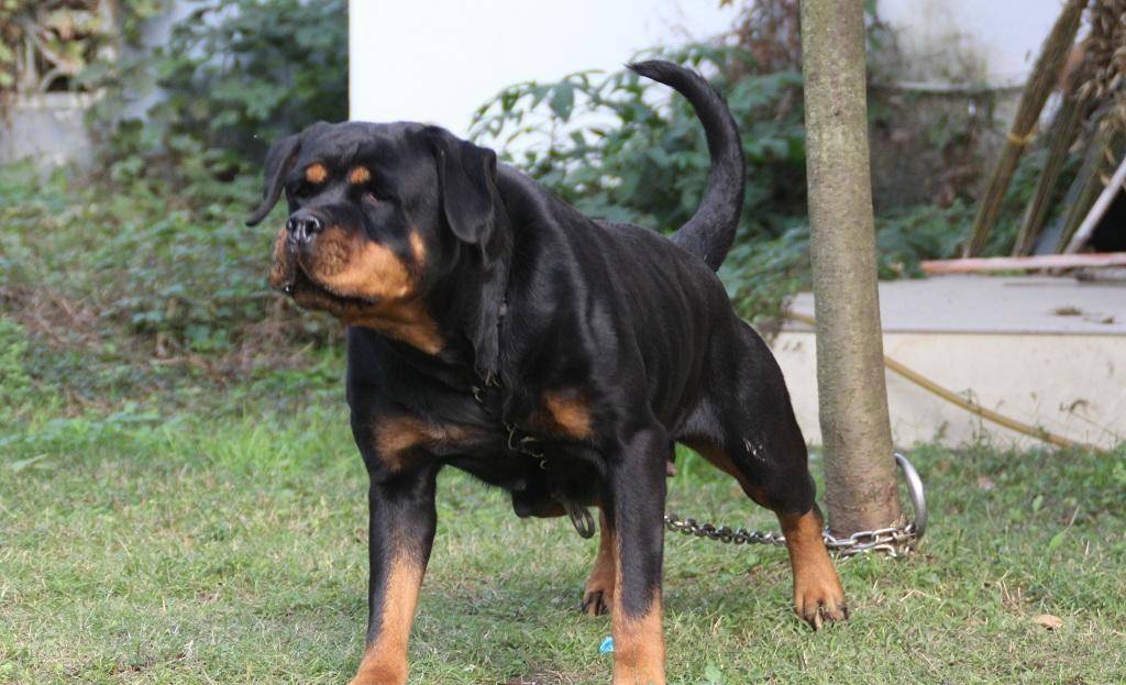 但在国外有一种狗狗也普遍被人认作为警犬之王,那就是罗威纳犬.