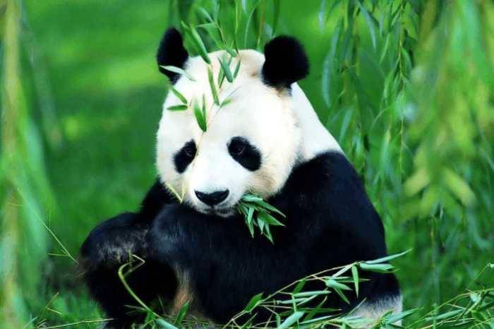 原创熊猫为什么只有黑白两种颜色?科学家深入研究,最终给出答案