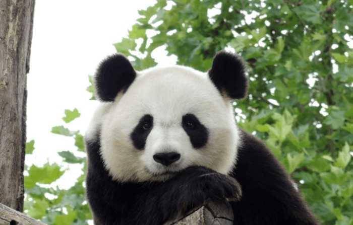 原创熊猫为什么只有黑白两种颜色?科学家深入研究,最终给出答案