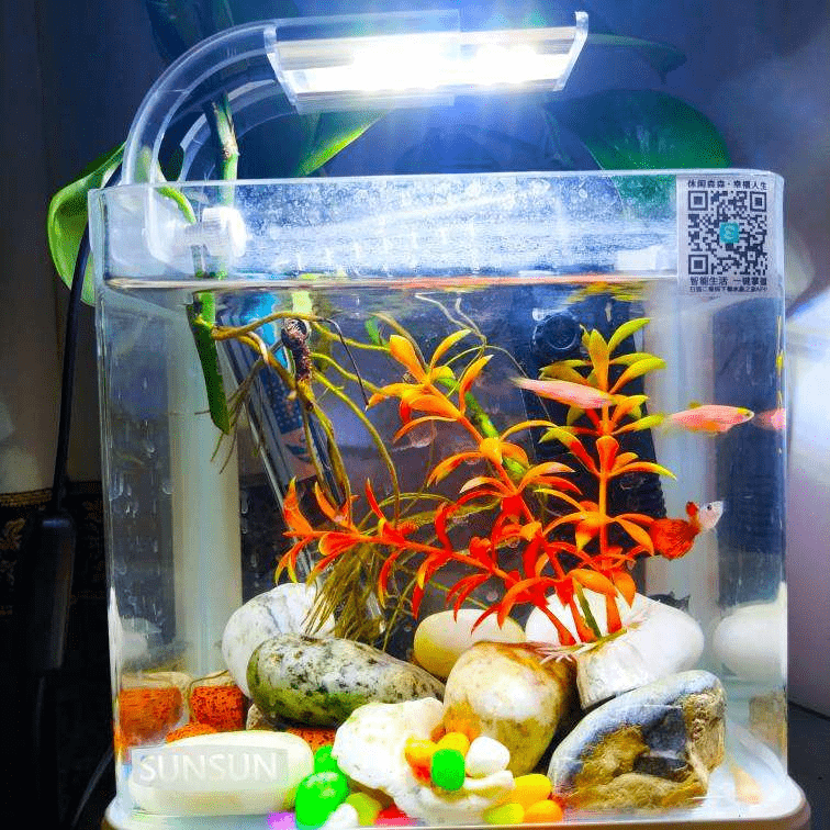 原创鱼缸水用来浇花效果超好叶子油亮有光泽
