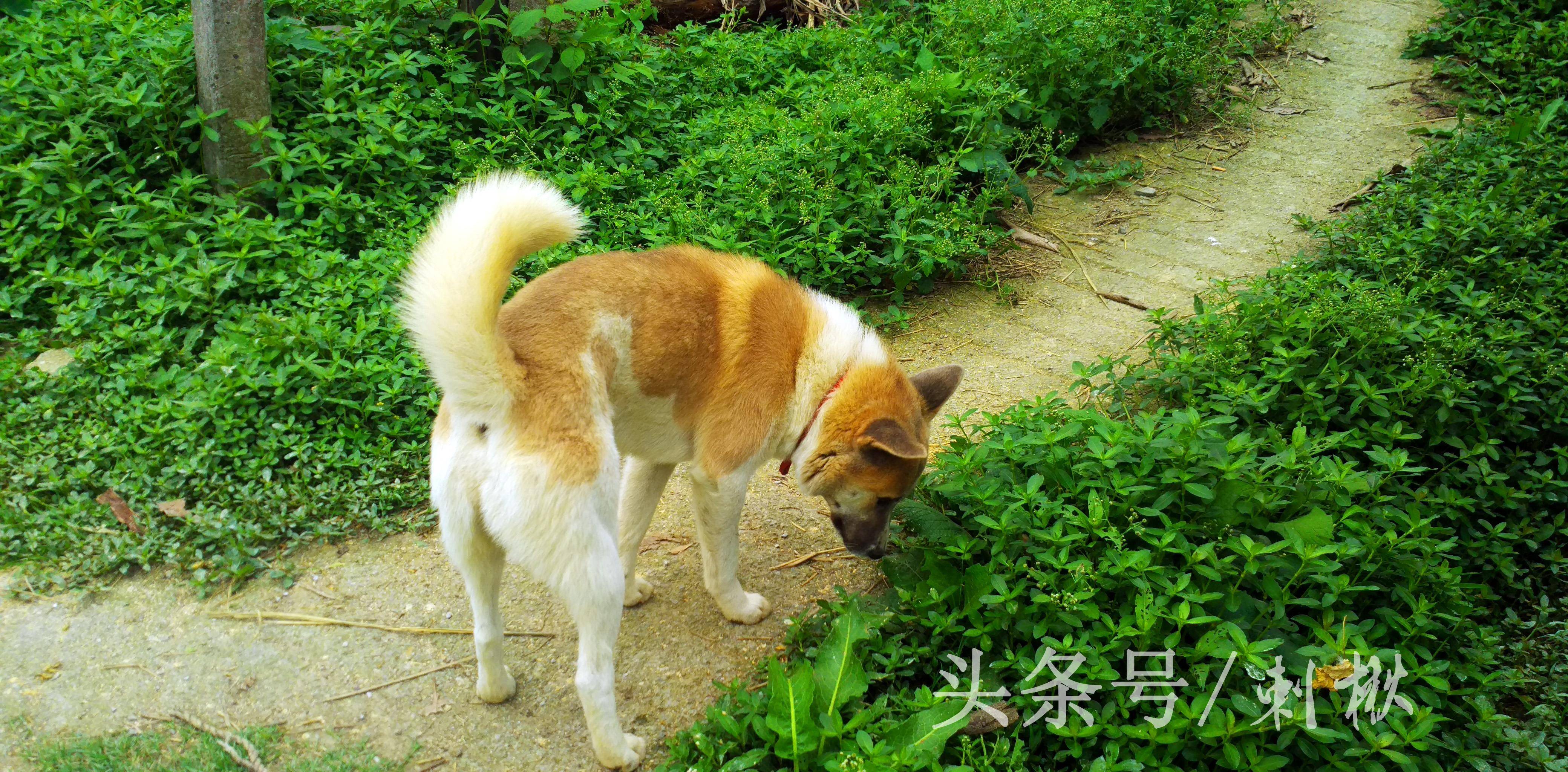 原创这还是正常的农村土狗吗?竟会吃这些让人觉得不可思议的食物