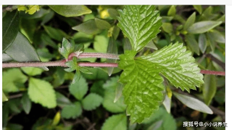 原创农村这种常见的"野草",能凉血止血,治咳嗽,治痰喘,你认识吗