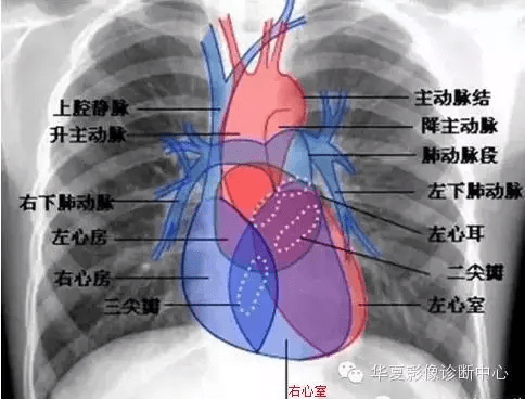 超详尽的心脏大血管影像示意图及肺部解剖与影像