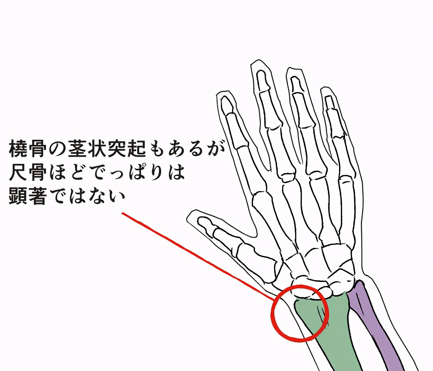 让我们来了解一下手腕的骨架 尺骨带怎么看 前臂结构–半径的旋转