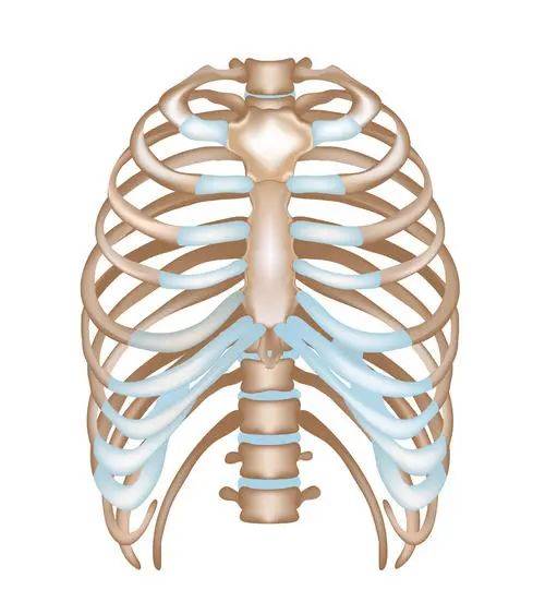 是一个十分复杂的器官, 任何内脏出现问题,都可能导致肋骨下方疼痛
