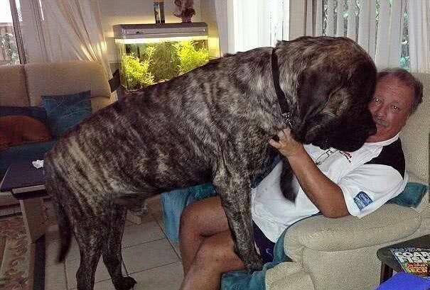 体型最大的5种狗狗,高加索犬排第三,第一来自于欧洲王室!