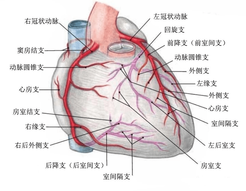 心脏ct断面解剖