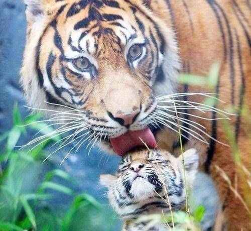 不过,那样彪悍的老虎在小时候可是相当呆萌的呢,而你能想象得到在面对