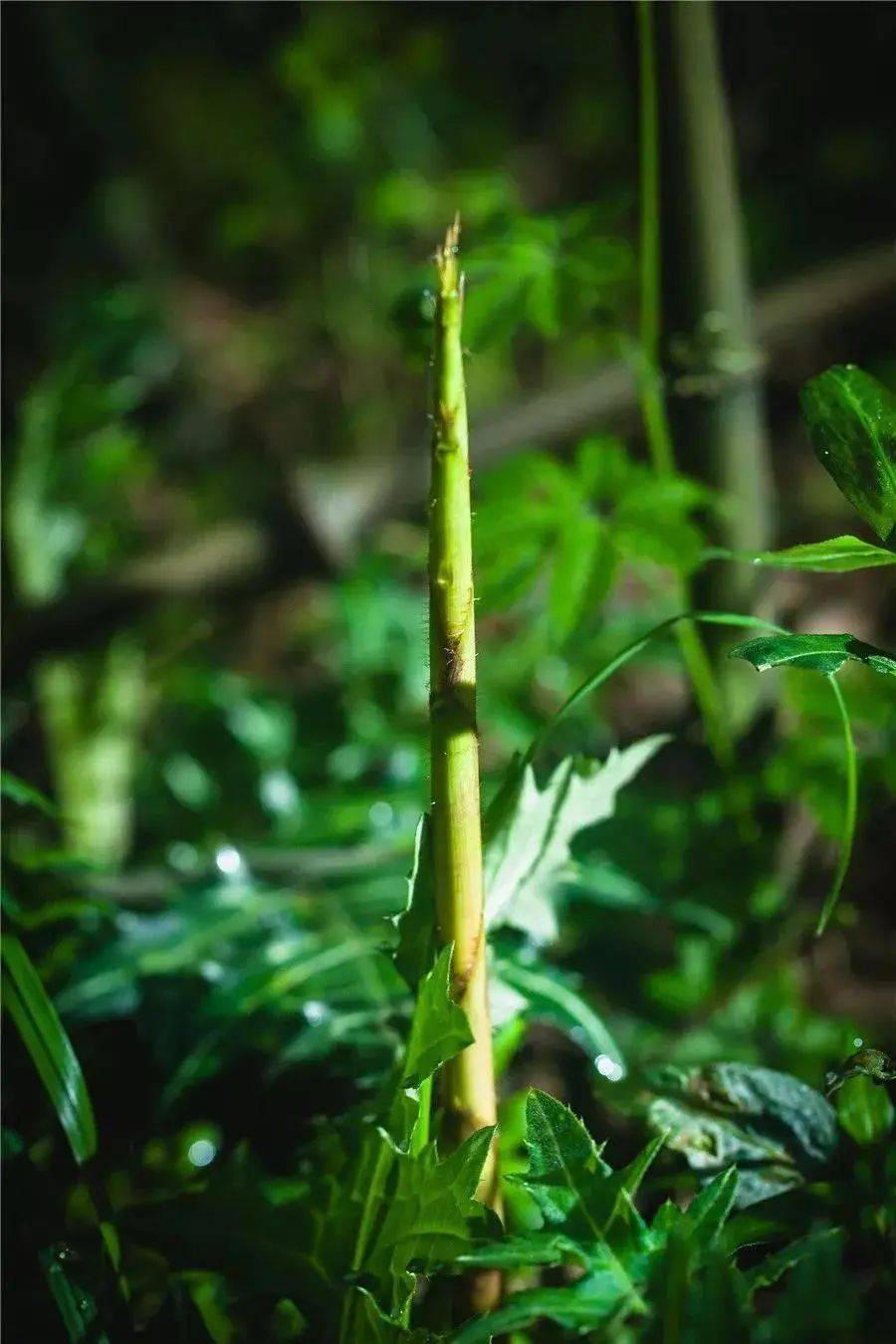 彝良位于乌蒙山区,给竹笋提供了有利的生长环境.