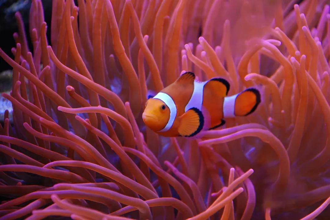 海洋生态 | 珊瑚,珊瑚虫,珊瑚礁,到底有啥区别?