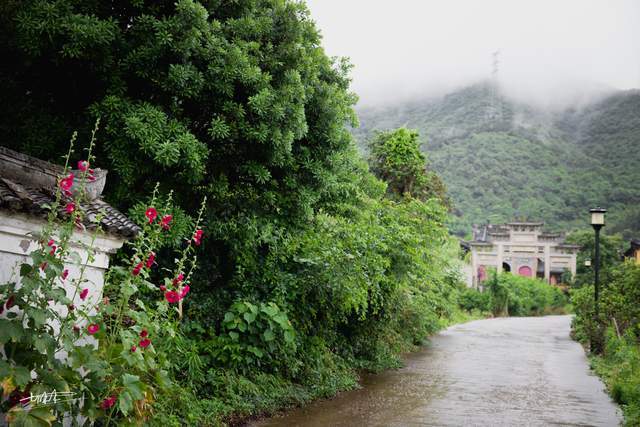 清晨,一场大雨洗净了尘埃,烟雨缭绕的马岙村显得愈发清新脱俗.