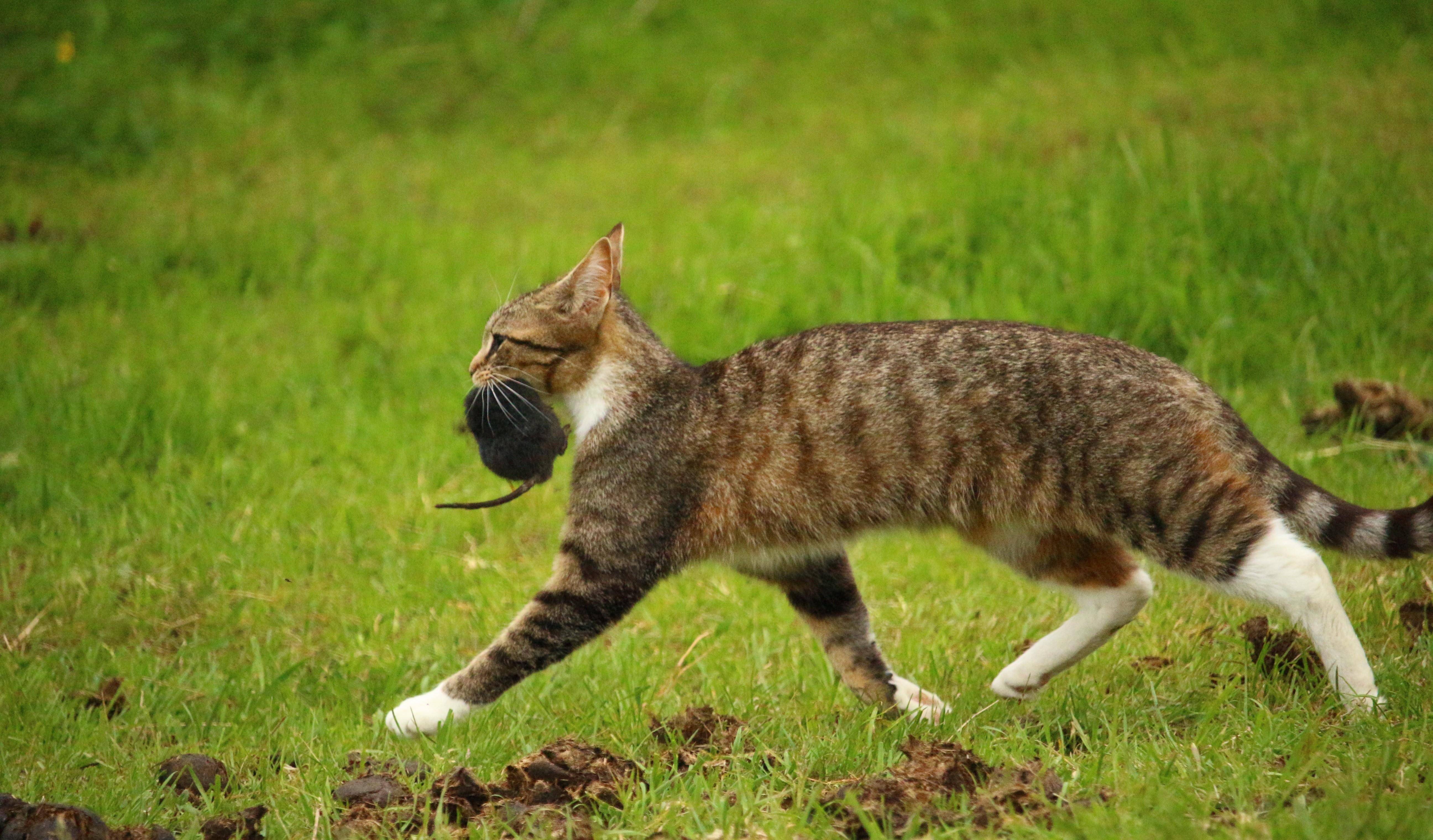 原创猫其实不爱抓老鼠!又贼又懒「喜欢更弱的猎物」,吃蟑螂卡满意