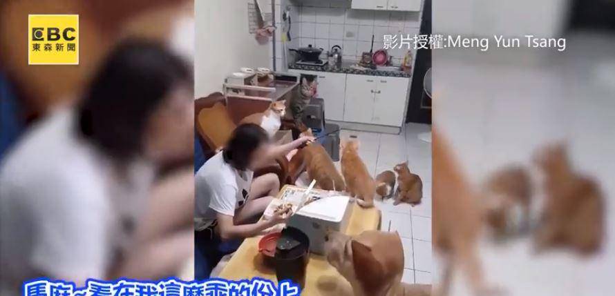 原创男友失宠怒控女友成猫奴3大罪状网友爆笑你还是旁边铲屎吧