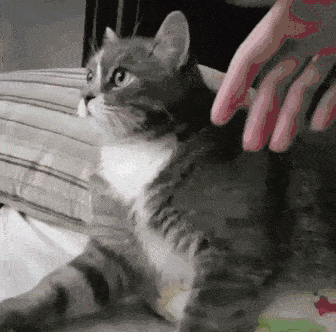 没有一只(橘)猫能躲过长胖的宿命