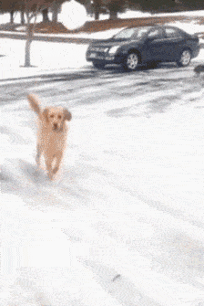 铲屎官:狗子,接球! 汪星人:哎呀我去!脚滑了一下,咳咳.