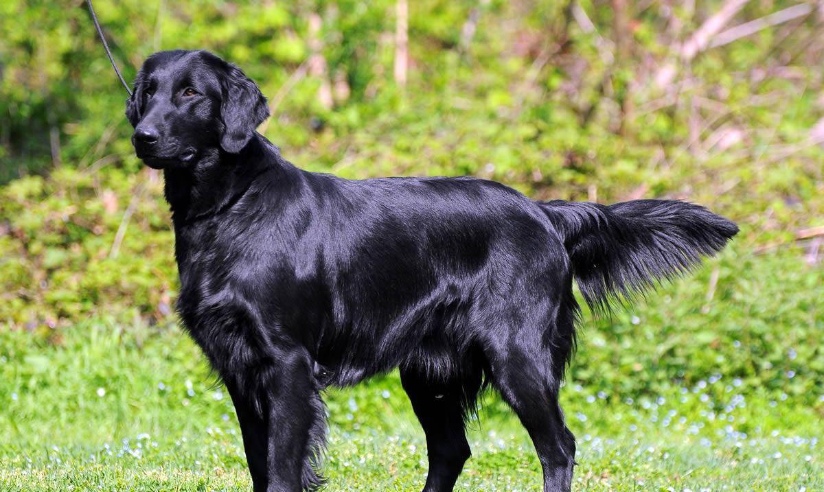 平毛寻回犬是属于多种用途的猎犬,所以可以成为优秀的伴侣犬,猎犬