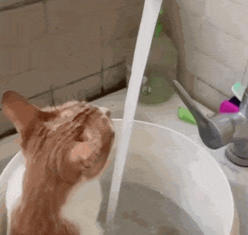 一到夏天,主人只需要在水池里放上一个桶,然后打开水龙头的水,猫咪