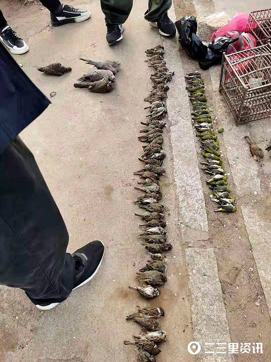 葫芦岛老汉家门口拉13米大网,诱捕211只鸟