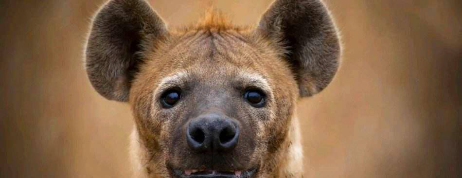 原创"非洲二哥"鬣狗为什么钟情于掏肛?