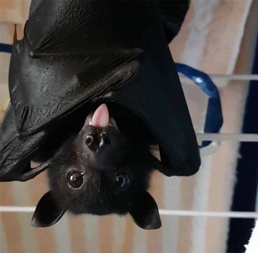 蝙蝠救援组织发布了可爱的蝙蝠照片,以展示它们实际上