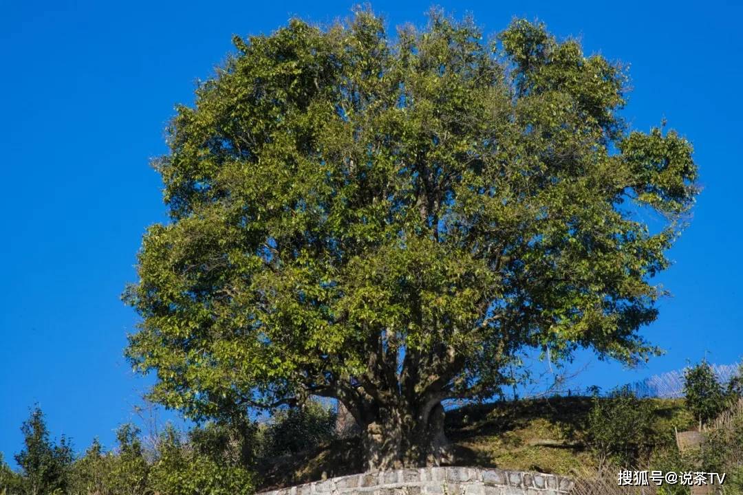 当地人喜欢亲切称呼它为"茶王树",是凤庆茶人的骄傲