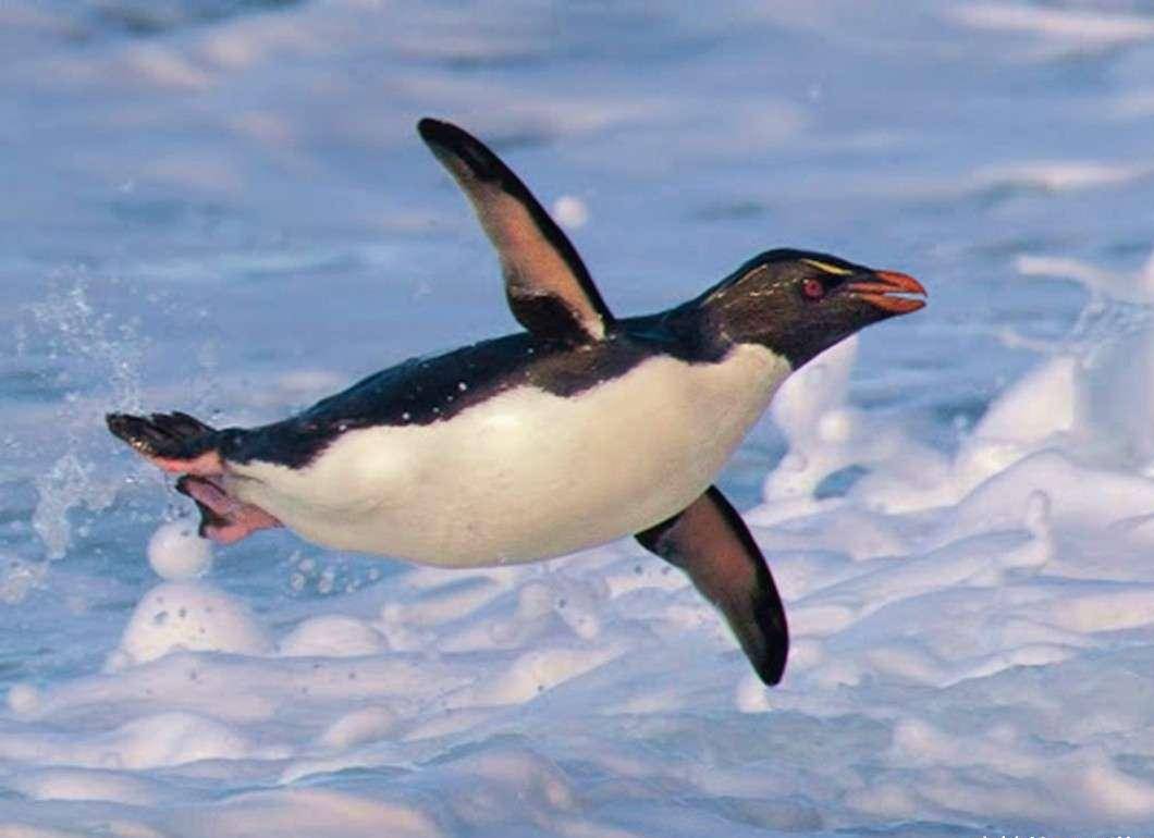 原创企鹅也许是爬行动物进化而来,翅膀原本是前肢,从来不会飞?