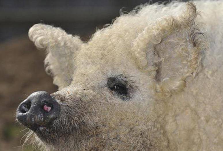 这是世界上唯一一种长卷毛的猪,来自匈牙利,论起价值十分昂贵