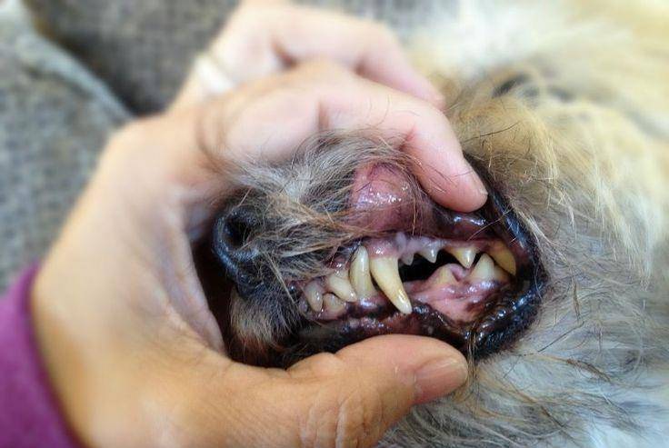 不健康的狗狗牙龈长什么样?蓝紫色会致命,4点带你了解狗狗牙龈