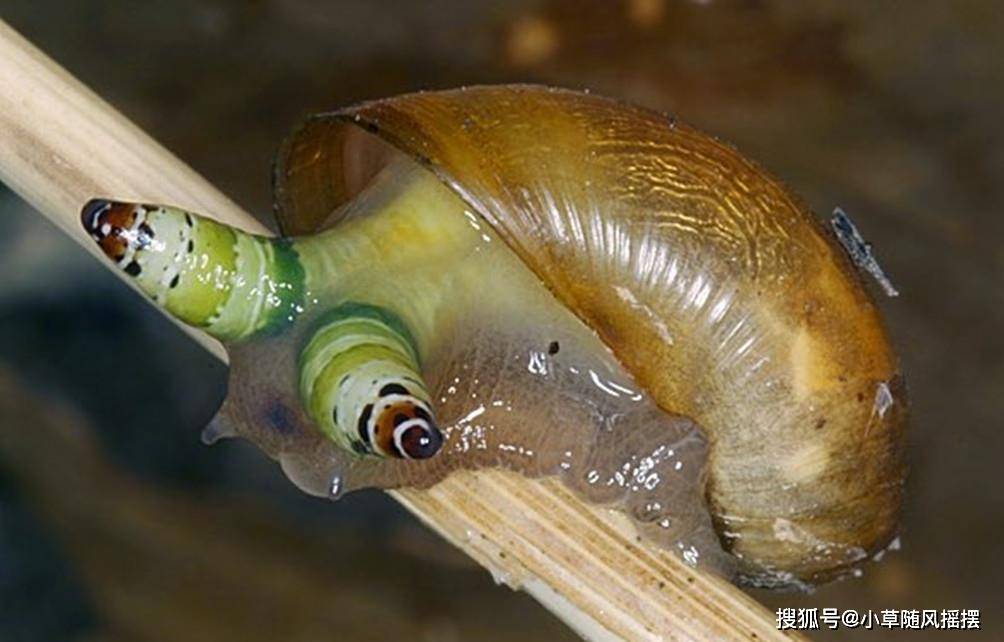 原创蜗牛被寄生虫控制变"僵尸",四处招摇只为快些被鸟儿吃掉