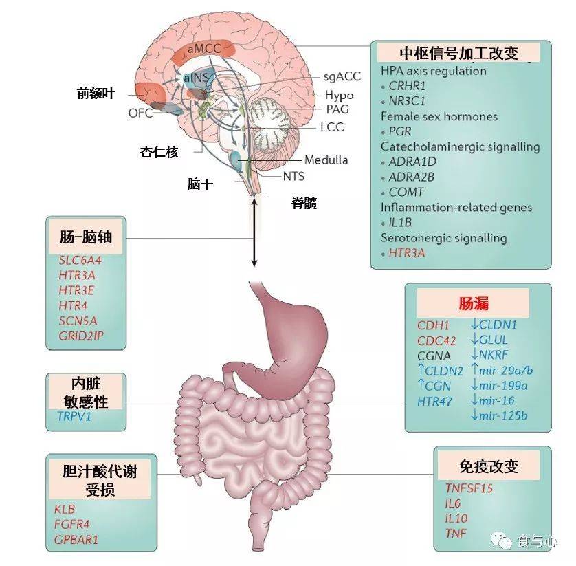 肠漏,你必须知道的热知识1:肠漏与消化道问题和癌症