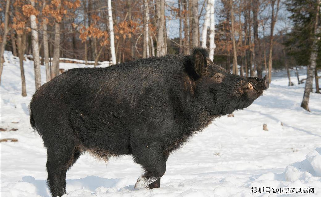 超级野猪在加拿大各地横行体重发引关注所到之处都是毁灭