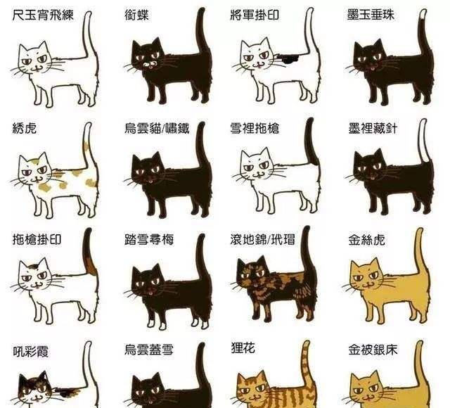 古人选猫都有教程看看你和他们有什么不同