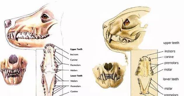 永久齿阶段 共有30颗牙齿,即上颚6颗切齿,2颗犬齿,6颗前臼齿,2颗臼齿