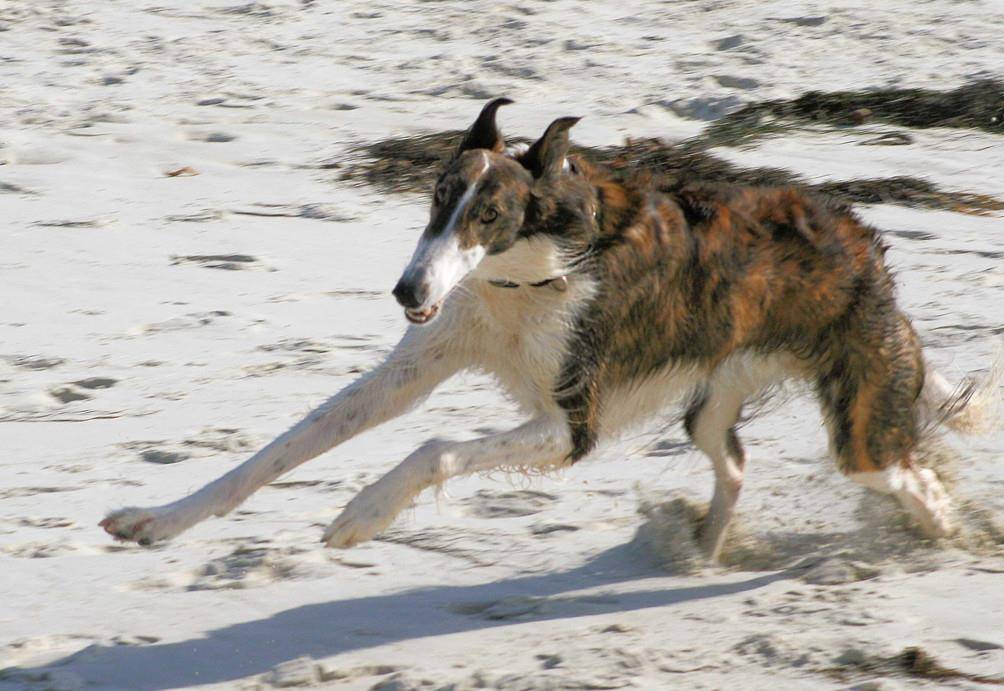 原创猎狼犬真能杀死野狼哪怕狼被链子拴住也能一打三