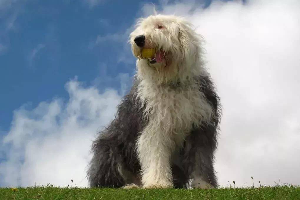世界犬种英国古代牧羊犬