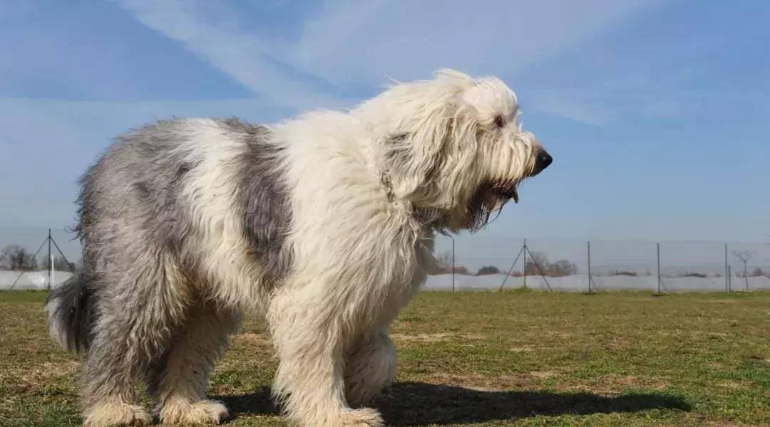 世界犬种英国古代牧羊犬