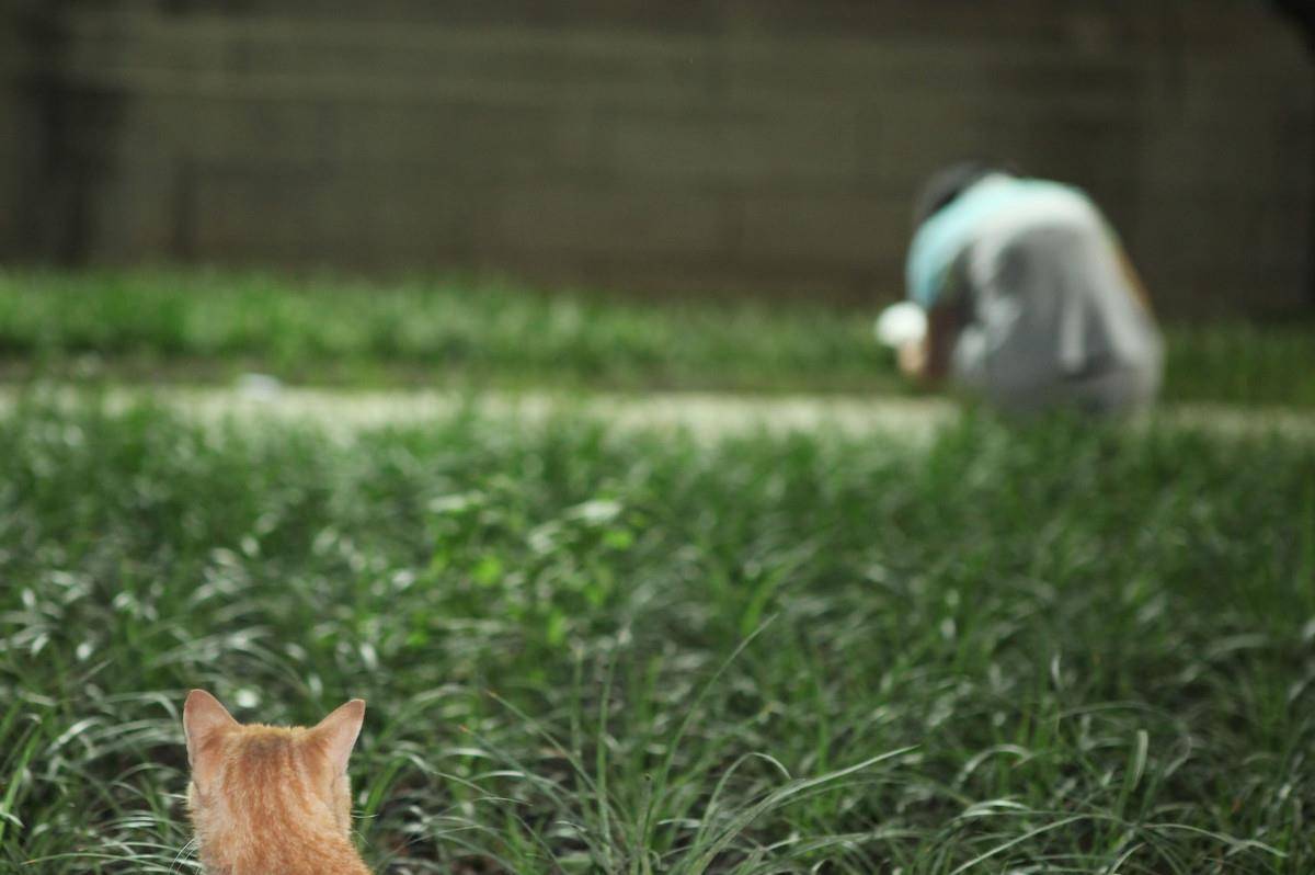 流浪猫狗数量不断增多向我们揭示了这一点