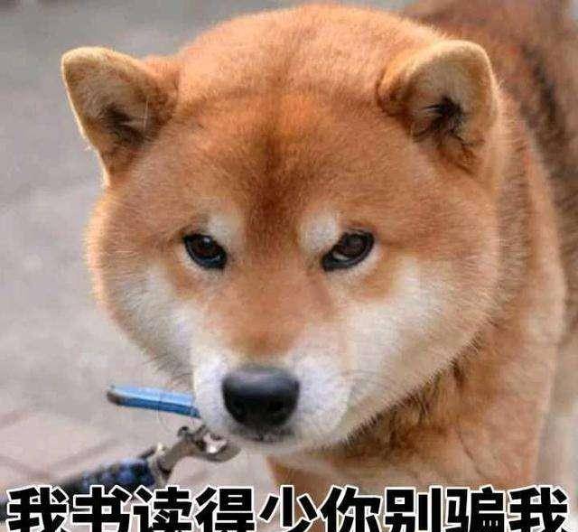 你们要的柴犬表情包来了!