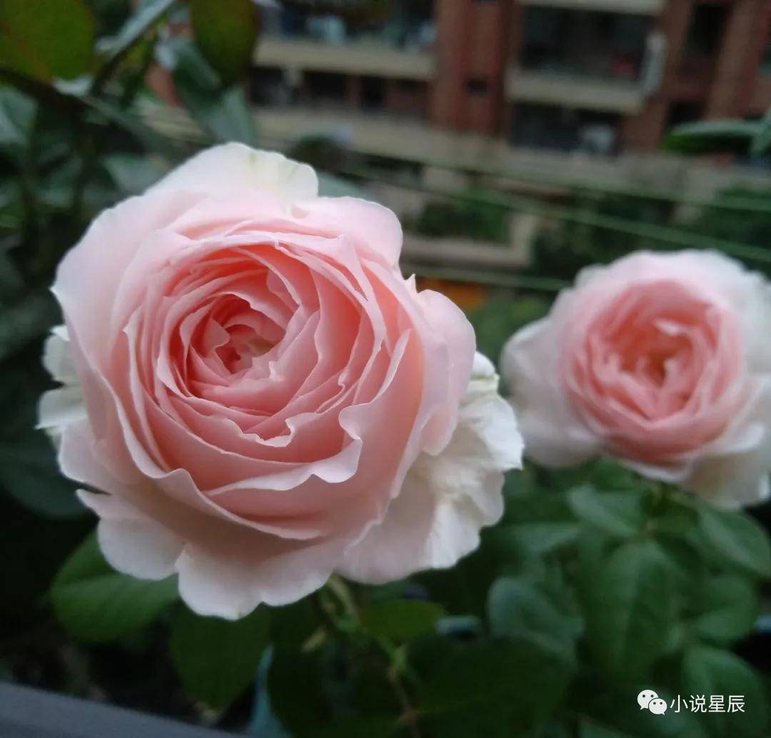 月季"蒙娜丽莎"—美胜玫瑰,香赛牡丹,阳台养一棵,四季