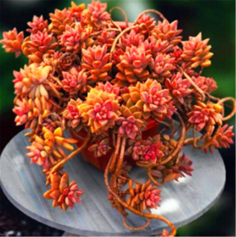 5种最漂亮的多肉老桩,色彩绚丽造型美,第5种号称