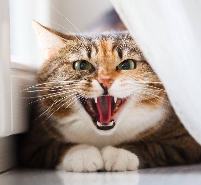 猫咪凶人,你要凶回去吗?猫咪为什么突然间会凶人呢?