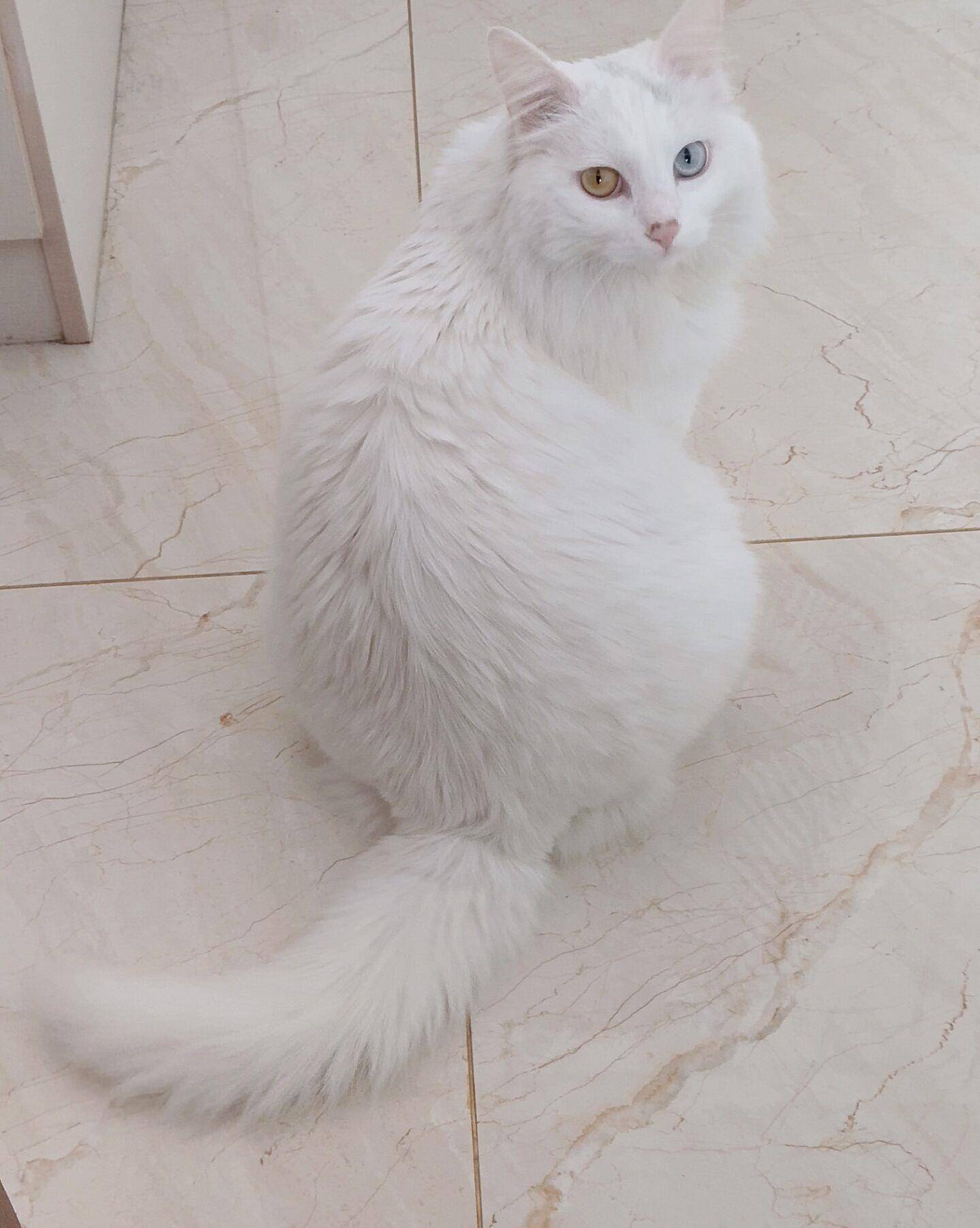 辟谣鸳鸯眼的长毛大白猫就是波斯猫真正的波斯猫是这个样子的