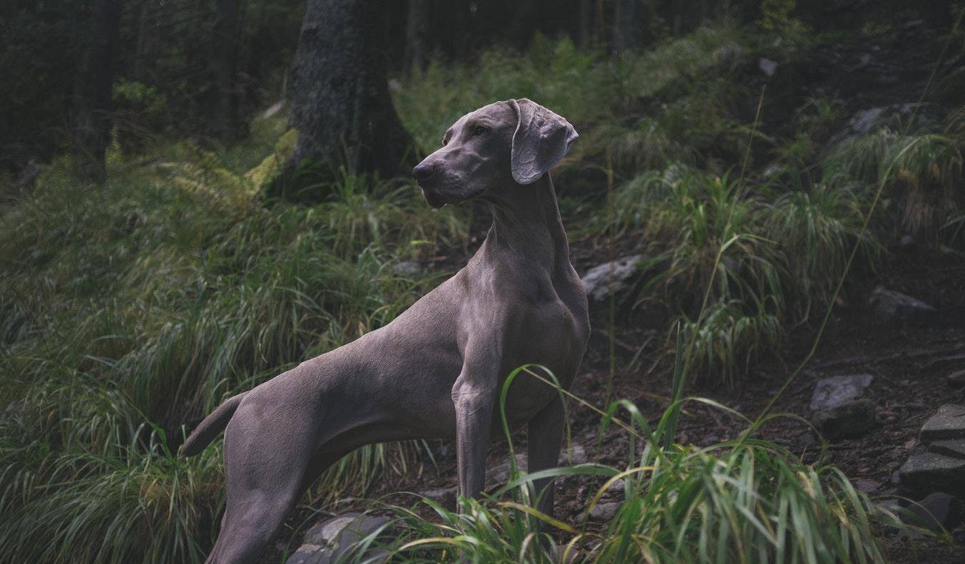 pointer(德国短毛指示犬) 第18位: english cocker spaniel(英国可卡