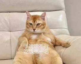 橘猪干啥啥不行吃饭第一名