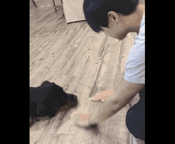 高尔夫和萌宠,原来很般配!_汪星人