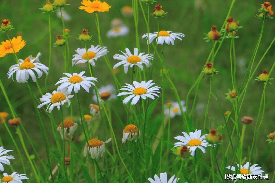 西安这片新发现的「小雏菊花海」美到炸裂!公车可直达