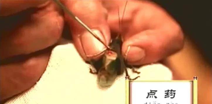 3,"点药"能人为干预蝈蝈的叫声:长——膀子的长度超过头脖的长度.