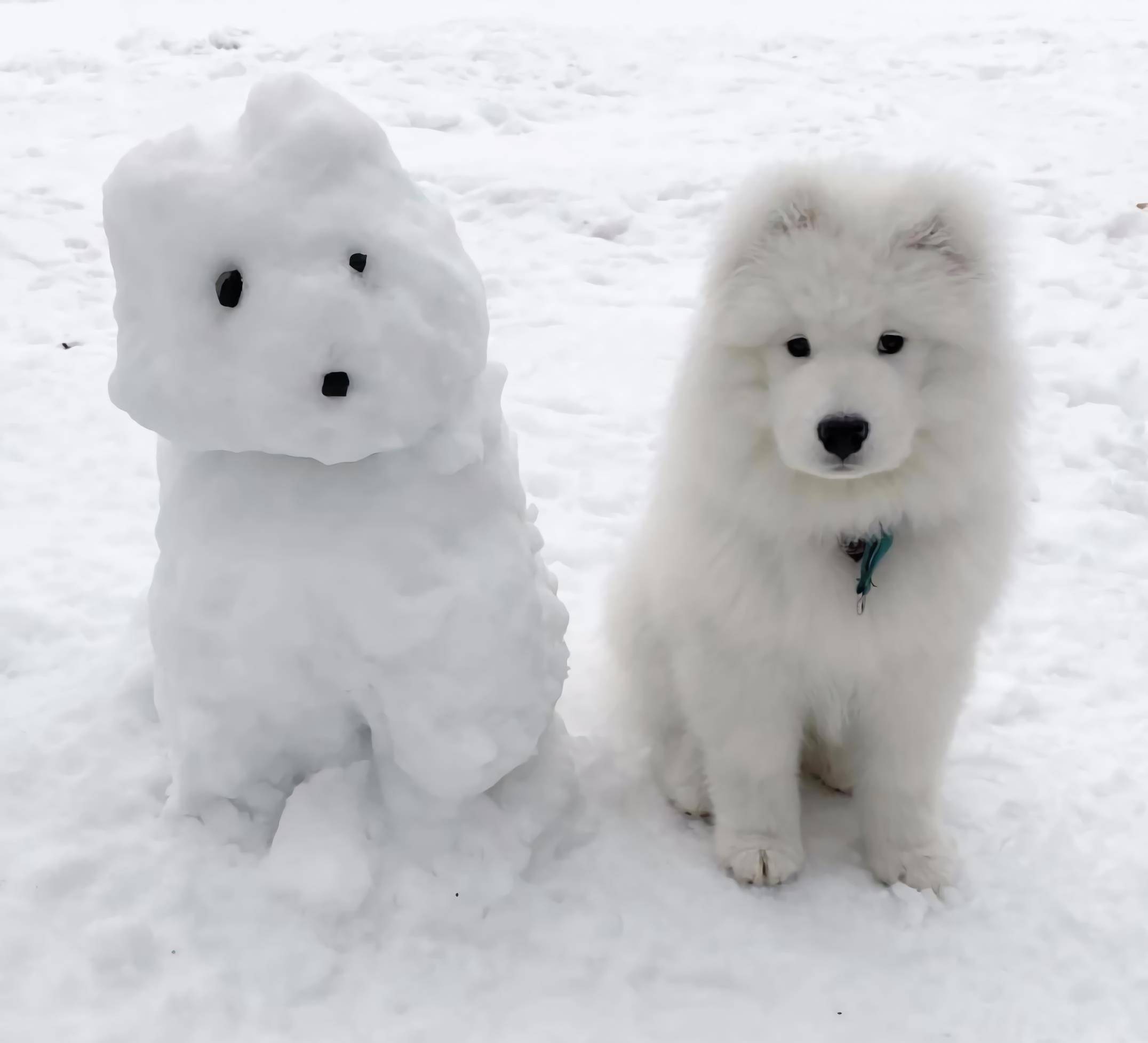 铲屎官带狗狗去雪地玩耍,堆出的"雪狗"太搞笑,我快坚持不住了