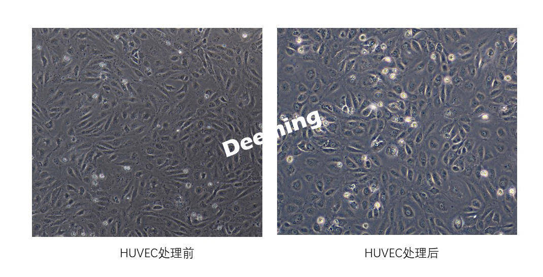 黑胶虫清除前后