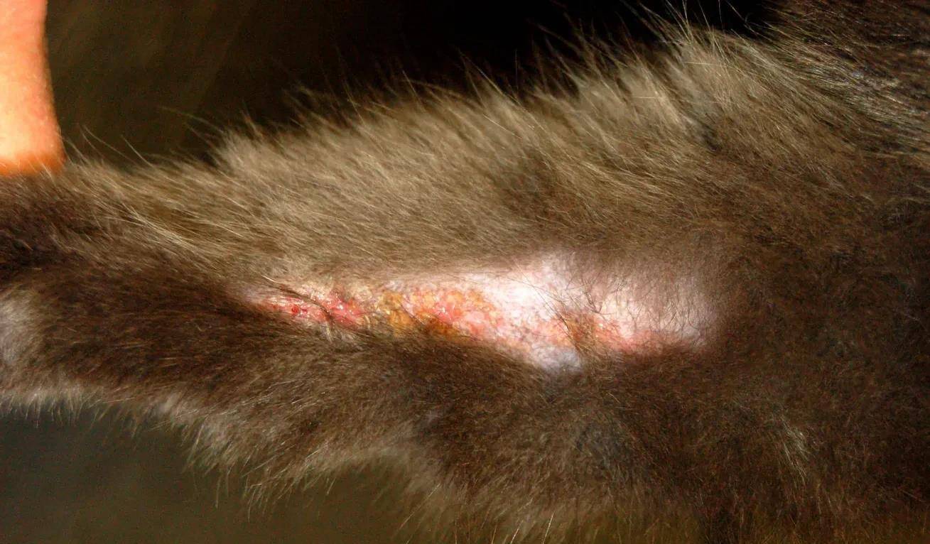 原创猫咪过敏性皮肤病|临床症状,治疗中存在的问题和建议
